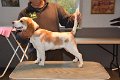Afb_20171112_belle (6)